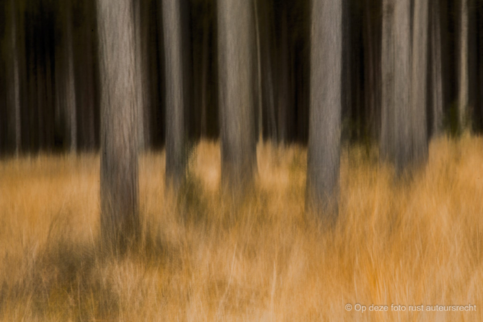 Wim Dunning